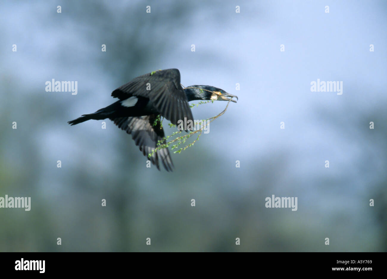 Cormorant Phalacrocorax carbo in flight with nesting material paxton pits cambridgeshire Stock Photo