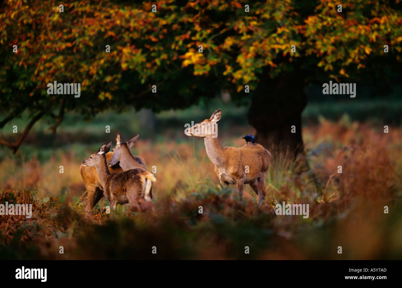 Red Deer hinds Cervus elaphus in braken under oak tree richmond park london Stock Photo