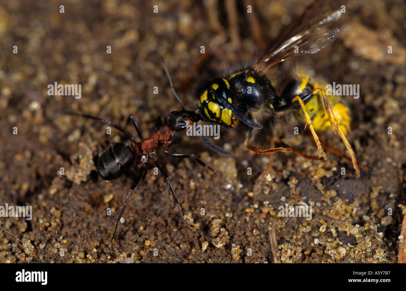 Wood Ant Formica rufa carrying Wasp back to nest maulden wood bedfordshire Stock Photo