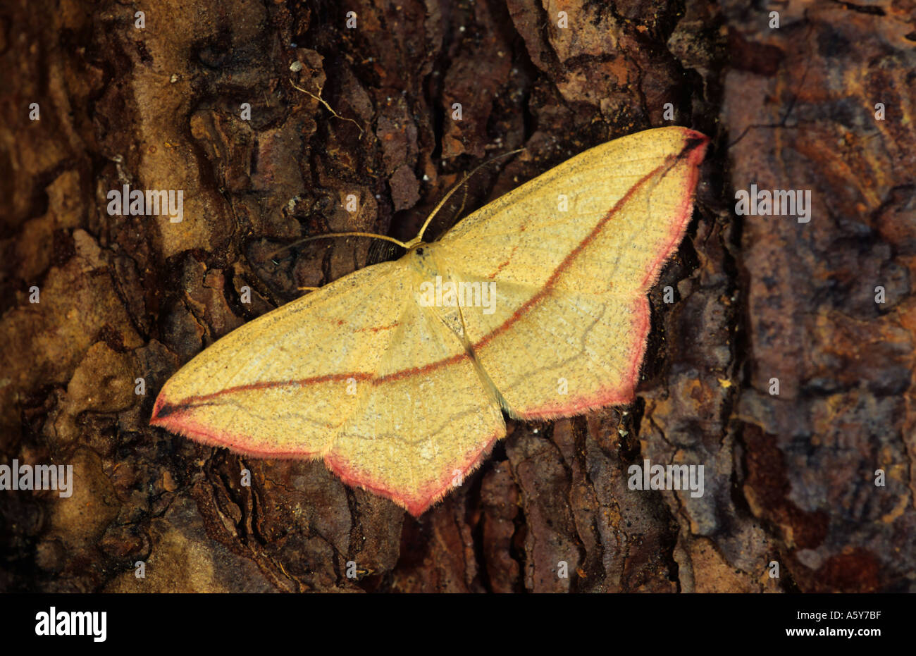 Blood vein Timandra comae at rest on log potton bedfordshire Stock Photo