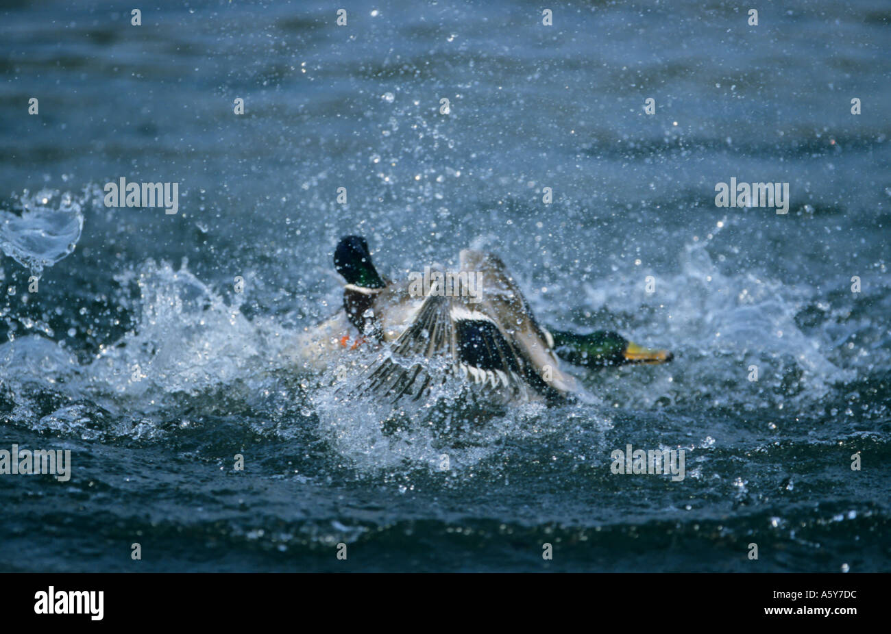 Drake Mallards Anas platyrhnchos fighting in water welney norfolk Stock Photo