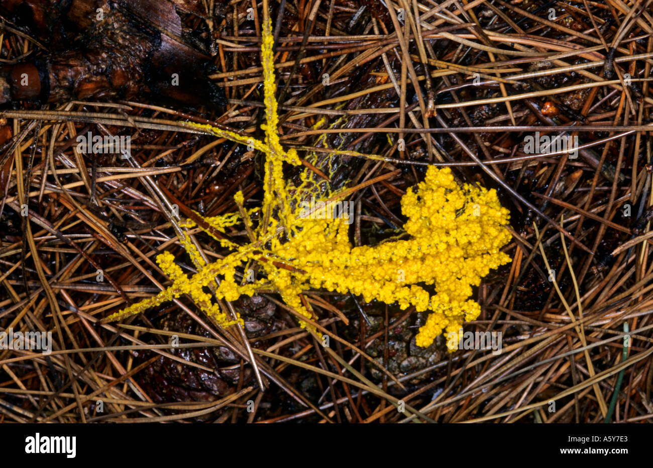 Nectria Peziza fruit body growing on pine litter chicksands wood bedfordshire Stock Photo