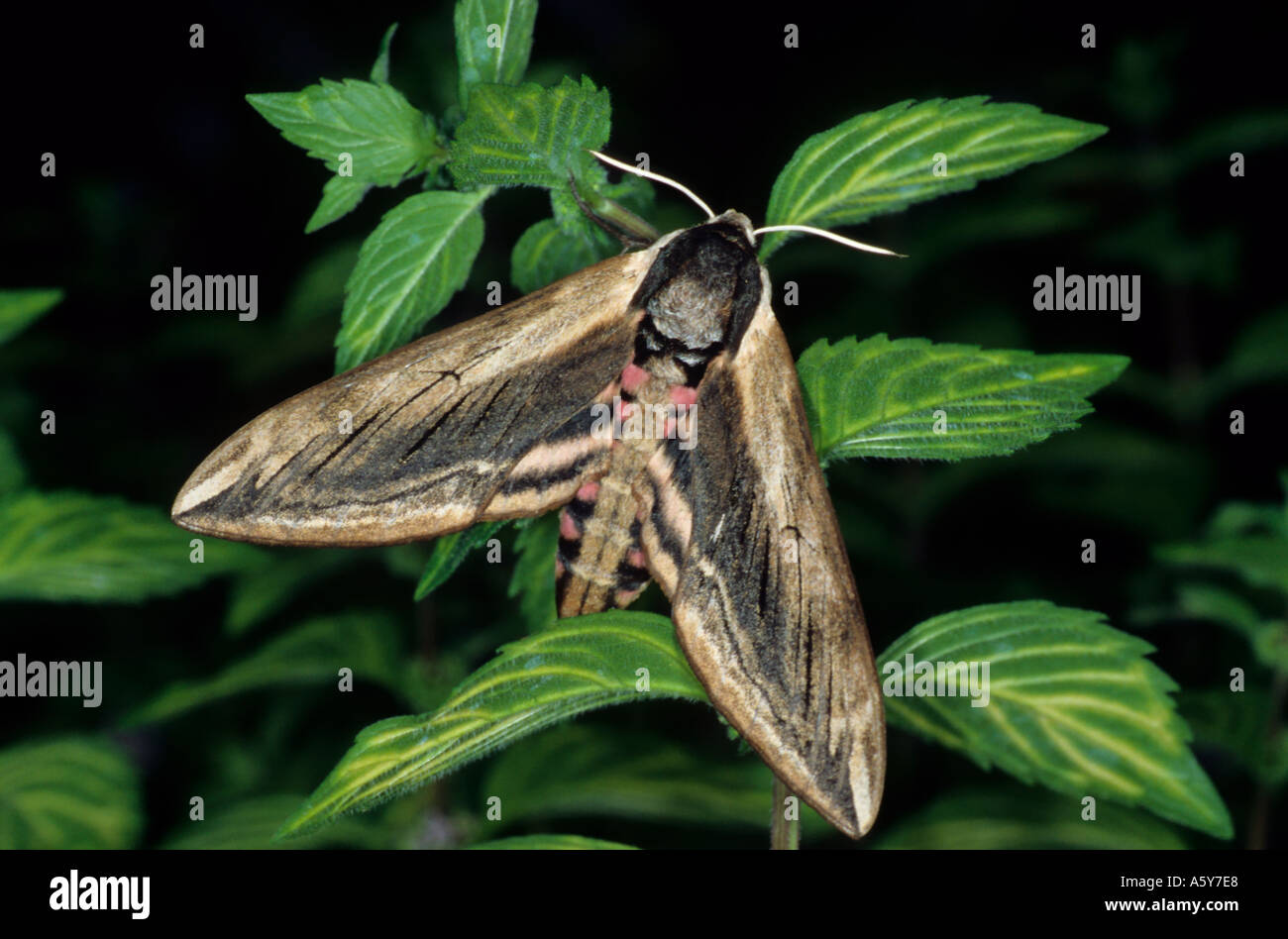 Privet Hawk Moth Sphinx ligustri at rest on leaves potton bedfordshire Stock Photo