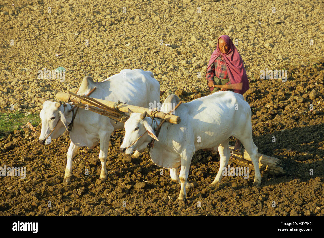 Myanmar Amarapura farmer working with oxen Stock Photo