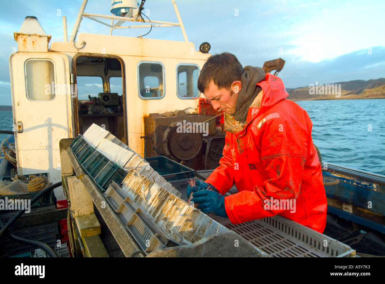 fisherman packing caught prawns langoustine crustacean after being caught in creel Stock Photo