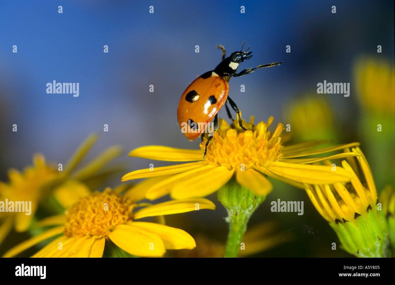 Ladybird Coccinella 7 punctata on Flower standing upright ready to fly potton bedfordshire Stock Photo