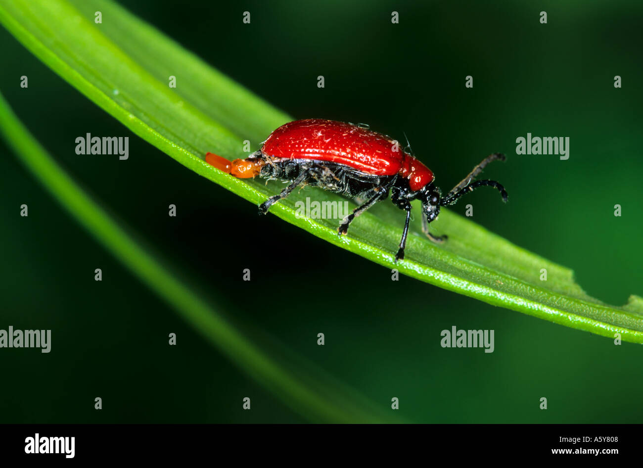 Lilly Beetle Lilioceris lilii Egg Laying on lilly leaf potton bedfordshire Stock Photo