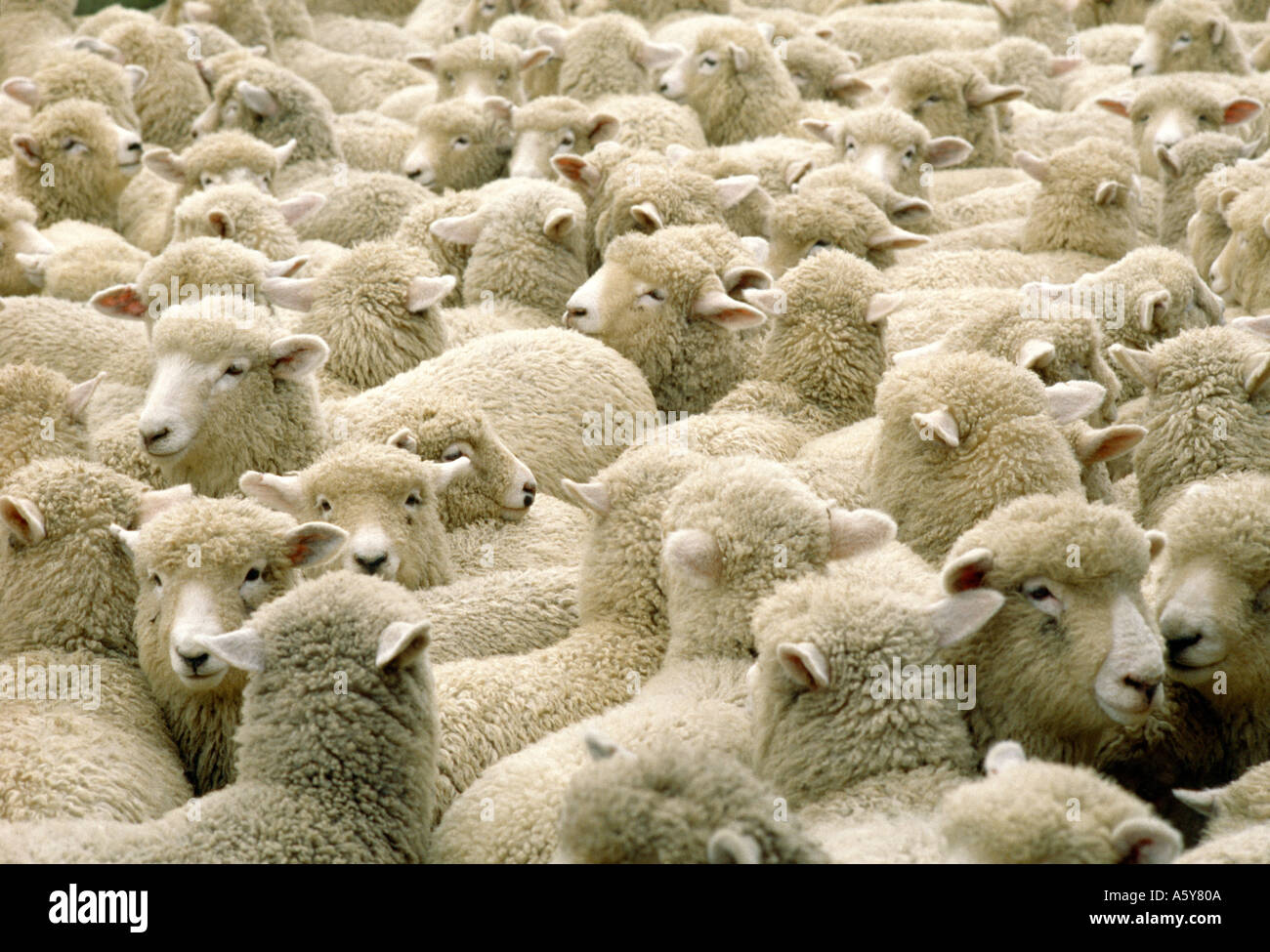'Tout le Monde' [Penned in Sheep] Stock Photo