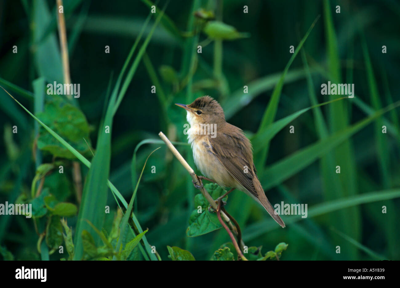 Reed Warbler  (Acrocephalus scirpaceus) perched in reedbed welney norfolk Stock Photo