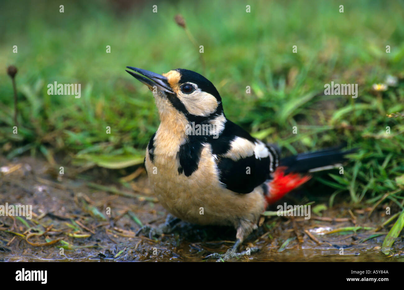 Greater Spotted Woodpecker (Dendrocopos major) standing by small pond drinking potton bedfordshire Stock Photo