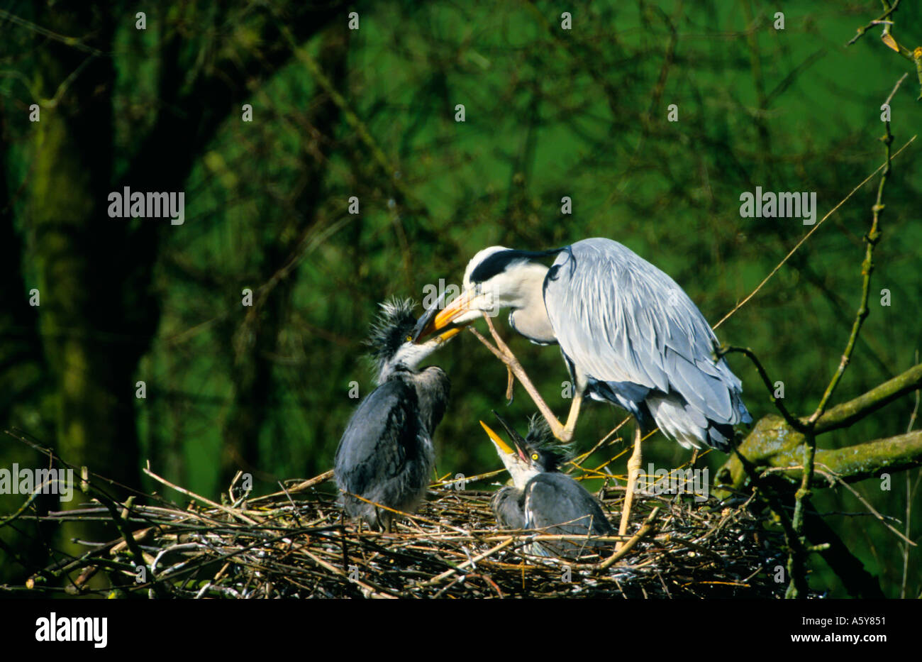 Grey Heron Ardea cinerea Feeding Young at nest Verulanium park st albans Stock Photo