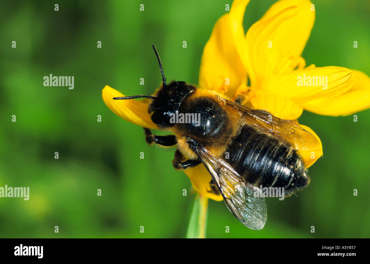 Honey Bee alpis mellifera On Flower in garden potton bedfordshire Stock Photo