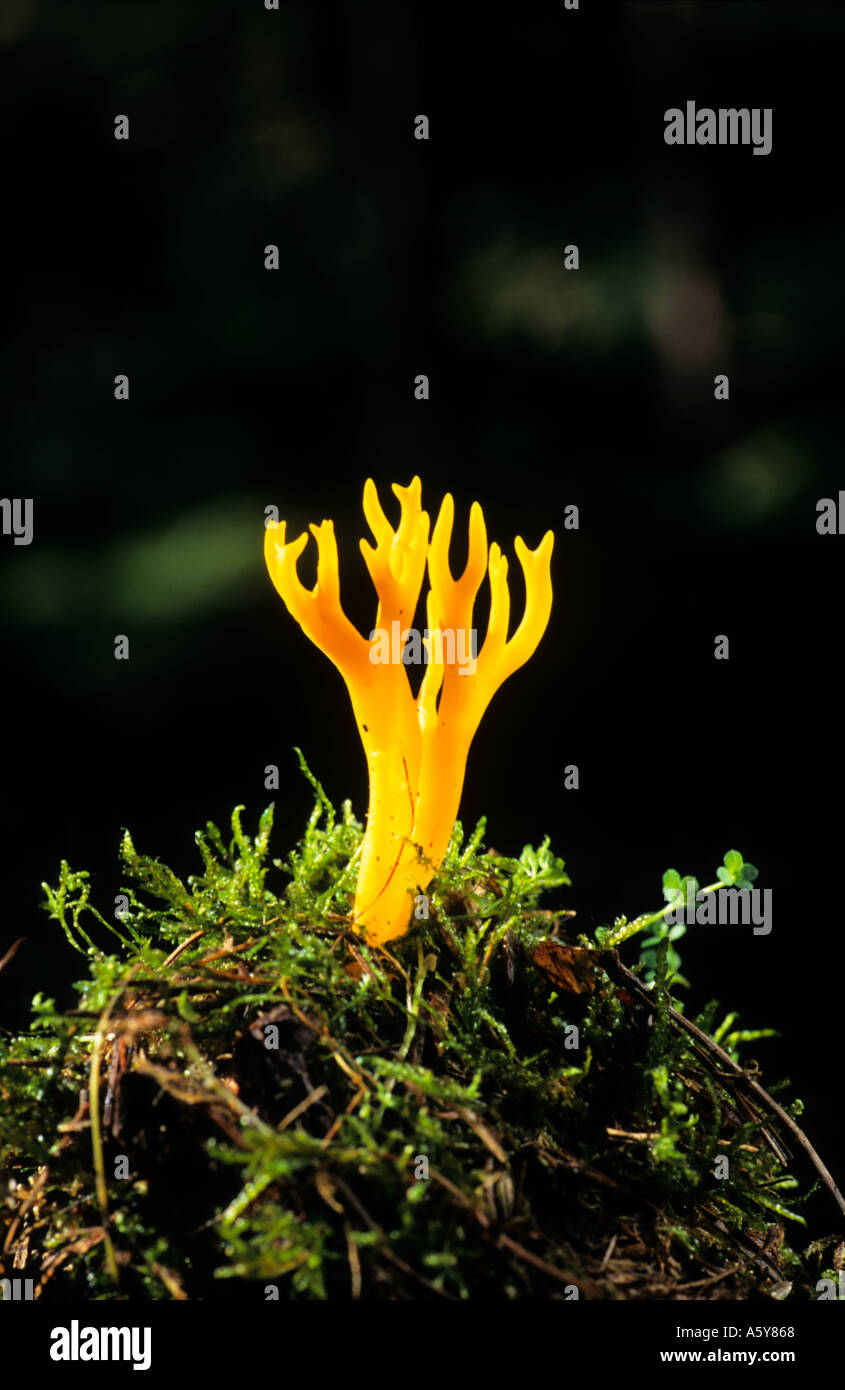 Yellow Stagshorn Fungus Calocera viscosa fruit body growing on mossy log with dark backgroung sandy heath bedfordshire Stock Photo