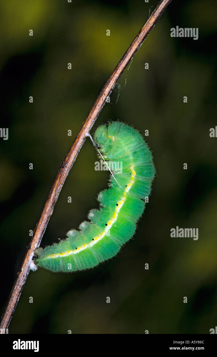 Clouded Yellow Colias croceus larva turning into pupa potton bedfordshire Stock Photo