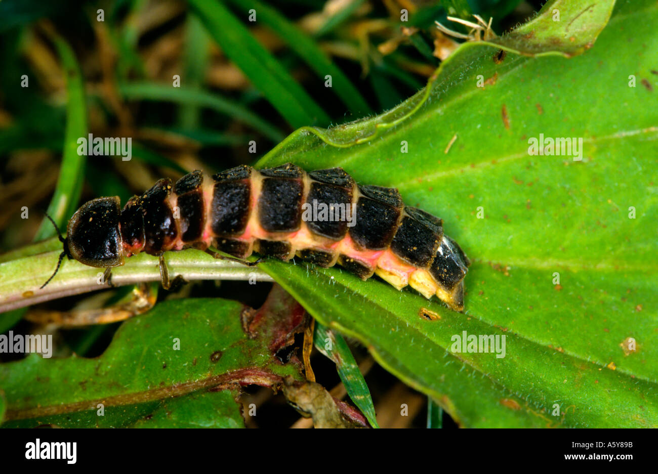 Female Glow Worm Lampyris noctiluca chicksands wood bedfordshire Stock