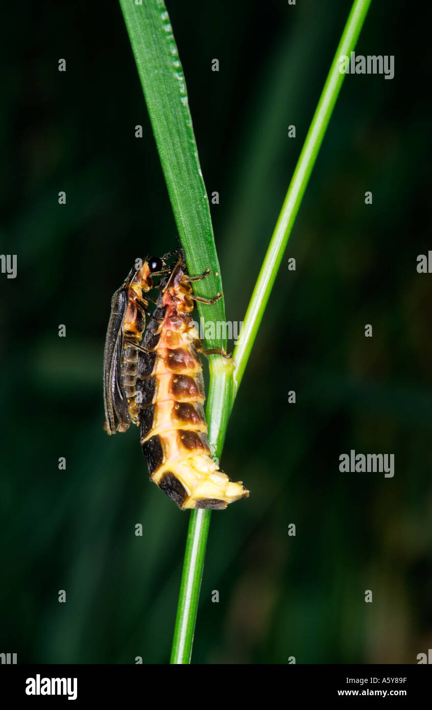 Glow Worm Lampyris noctiluca Female Glowing with male sitting on her back ready to mate chicksands wood bedfordshire Stock Photo