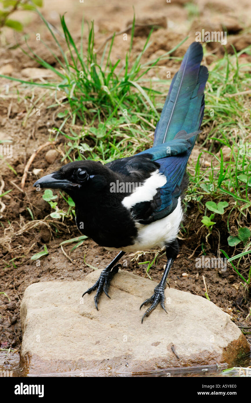Magpie Pica pica At Pond drinking potton bedfordshire Stock Photo