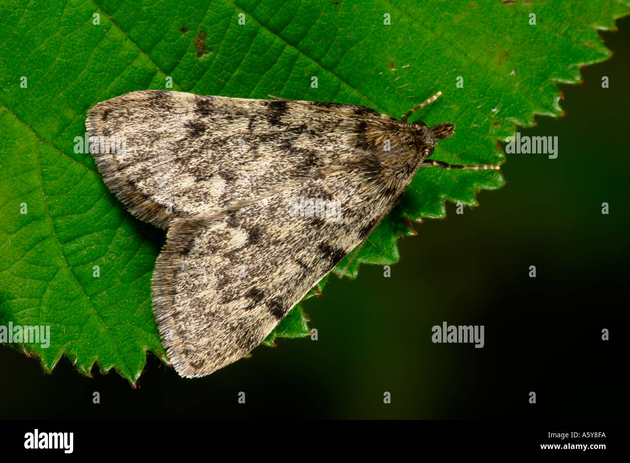 Large Tabby Aglossa pinguinalis at rest on leaf potton bedfordshire Stock Photo