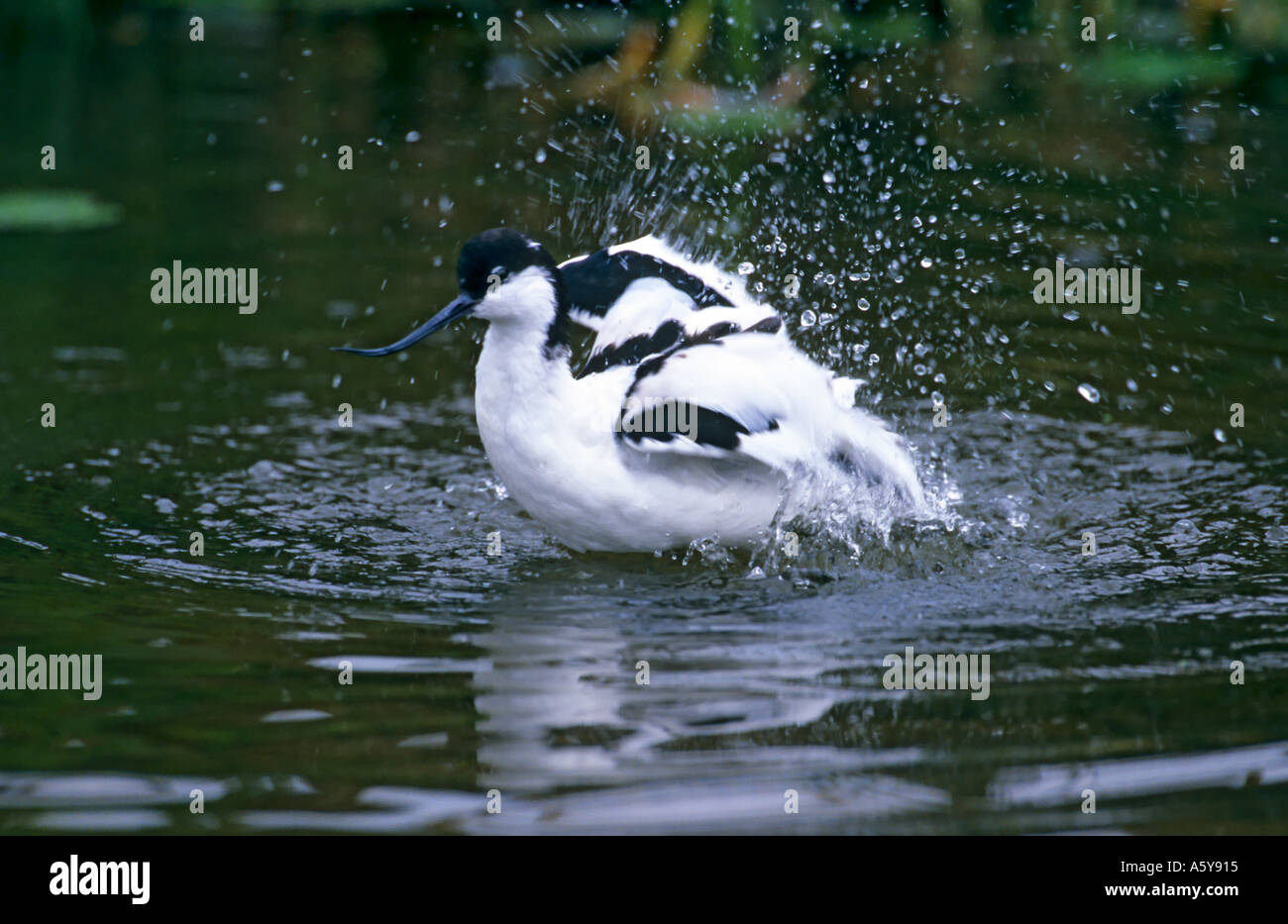 Avocet Recurvirostra avosetta Bathing in shallow water with droplets of water spraying all around norfolk Stock Photo
