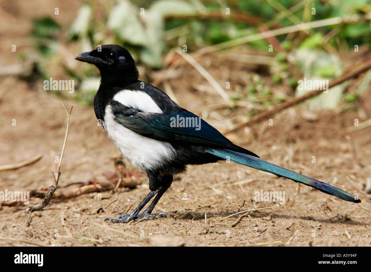 Magpie Pica pica standing side on looking alert potton bedfordshire Stock Photo