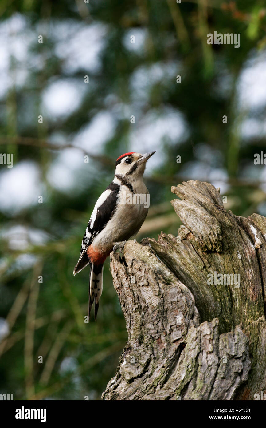 Greater Spotted Woodpecker Dendrocopos major perched on branch looking alert potton bedfordshire Stock Photo