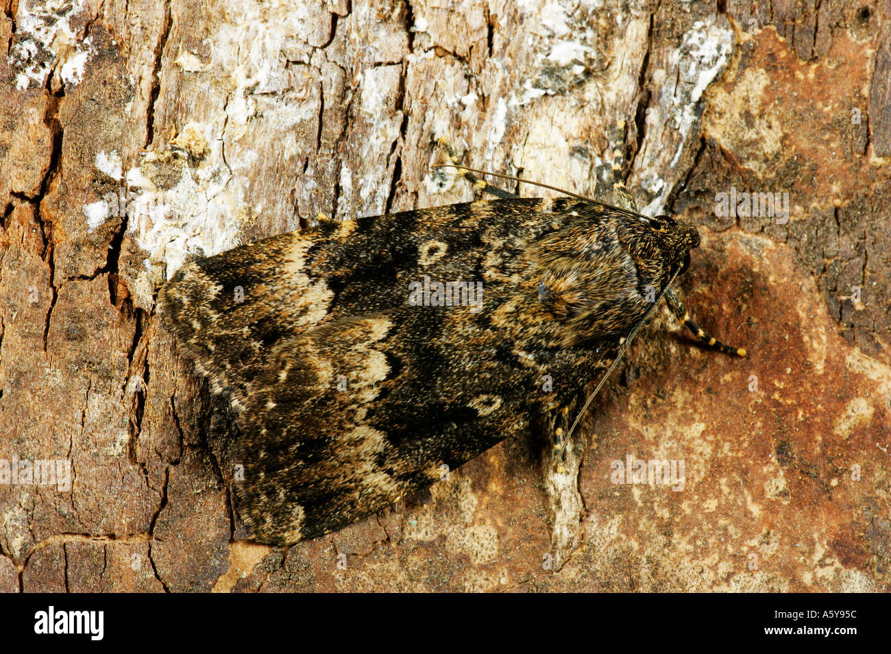 Copper Underwing Amphipyra pyramidea at rest on bark potton bedfordshire Stock Photo