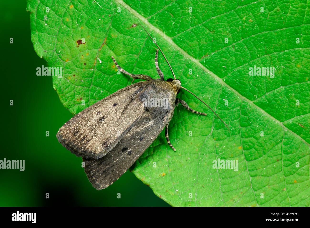 Mouse Moth Amphipyra tragopogonis at rest on leaf potton bedfordshire Stock Photo