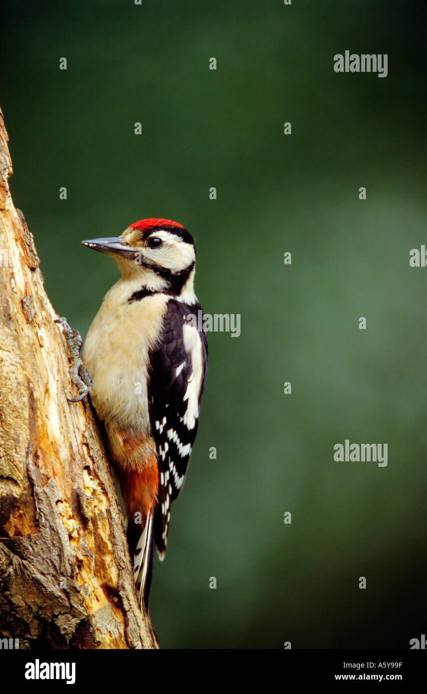 Greater Spotted Woodpecker Dendrocopos major on side of tree looking alert feeding potton bedfordshire Stock Photo