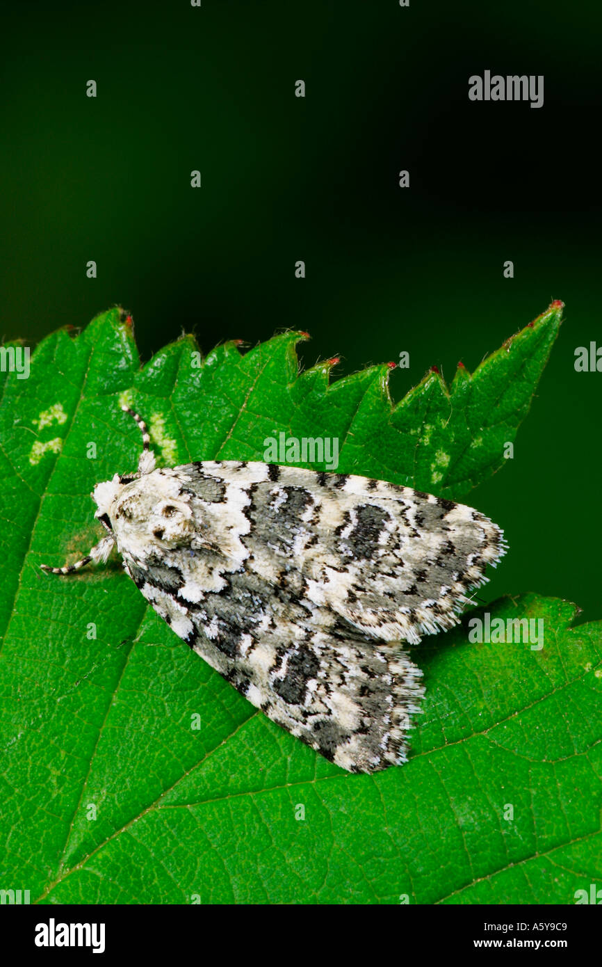 Marbled Beauty Cryphia domestica at rest on leaf potton bedfordshire Stock Photo