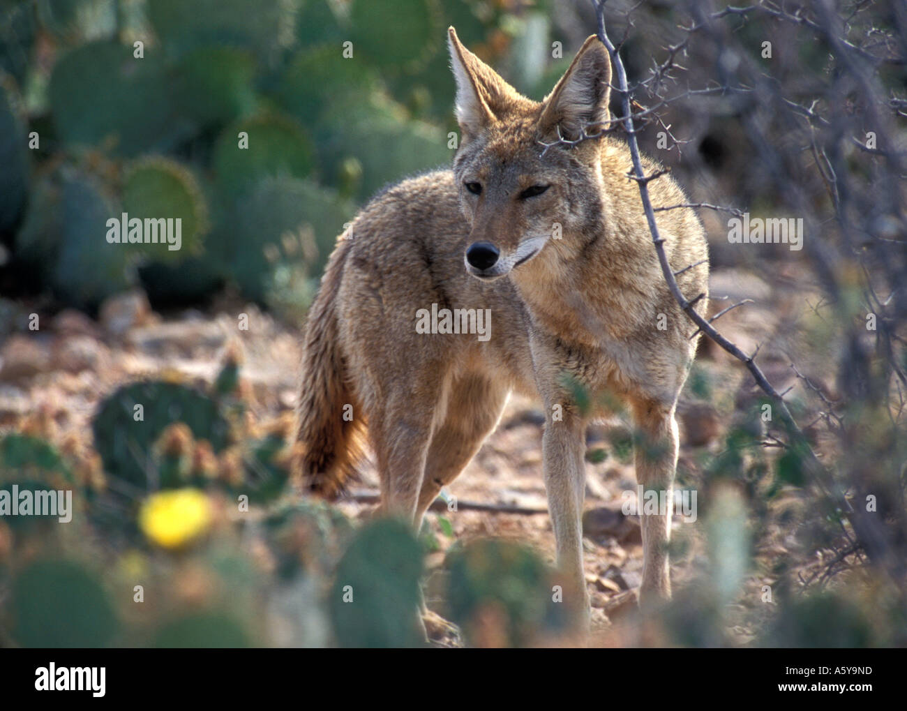 A Coyote pup is seen in Arizona Stock Photo - Alamy