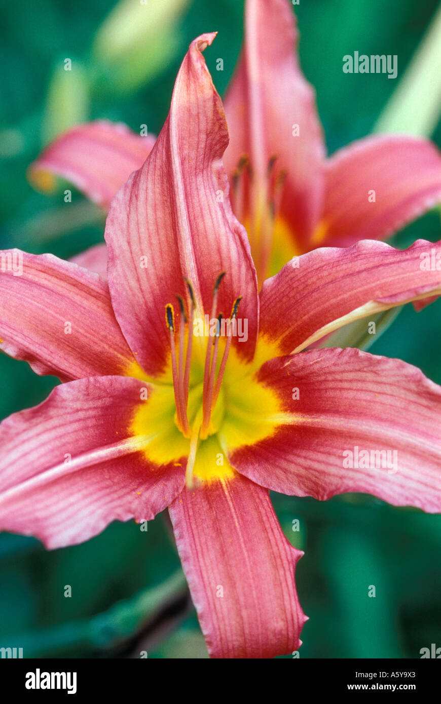 Pair of Lilies Stock Photo Alamy