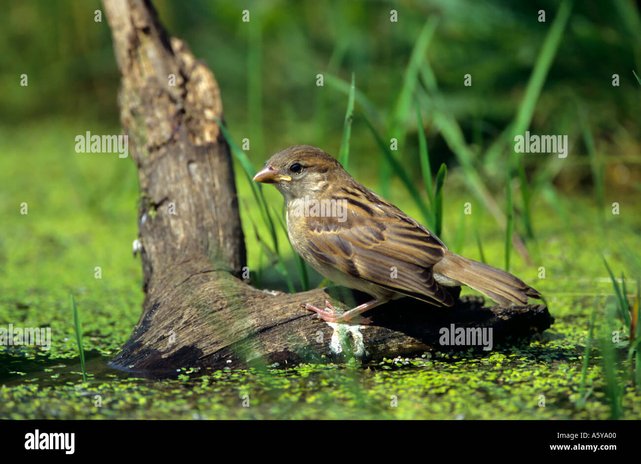 House Sparrow  (Passer domesticus)  Juvenile bird perched on log in pond ready to drink potton bedfordshire Stock Photo