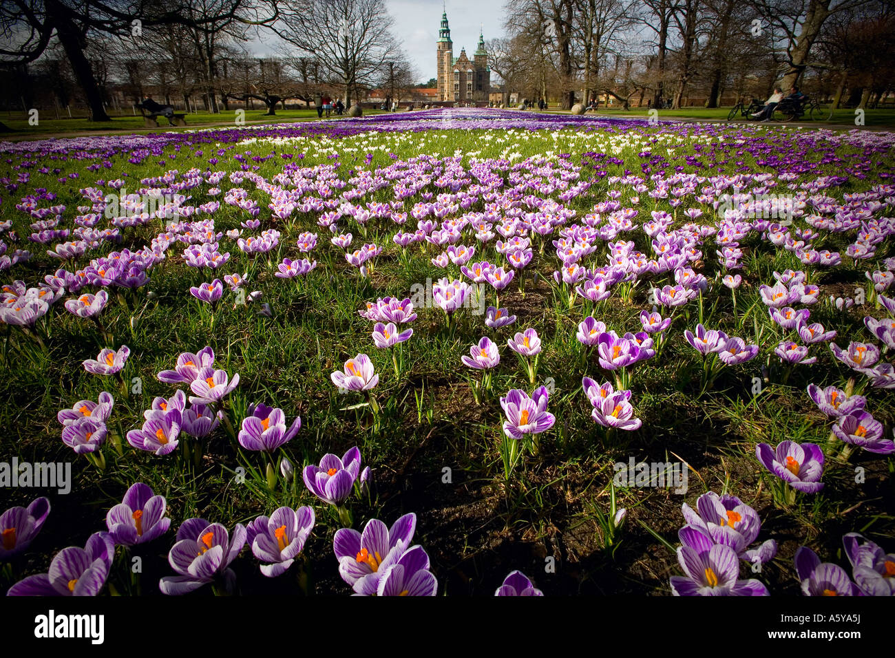 Crocus flowers in the lawn in front of Rosenborg castle Stock Photo