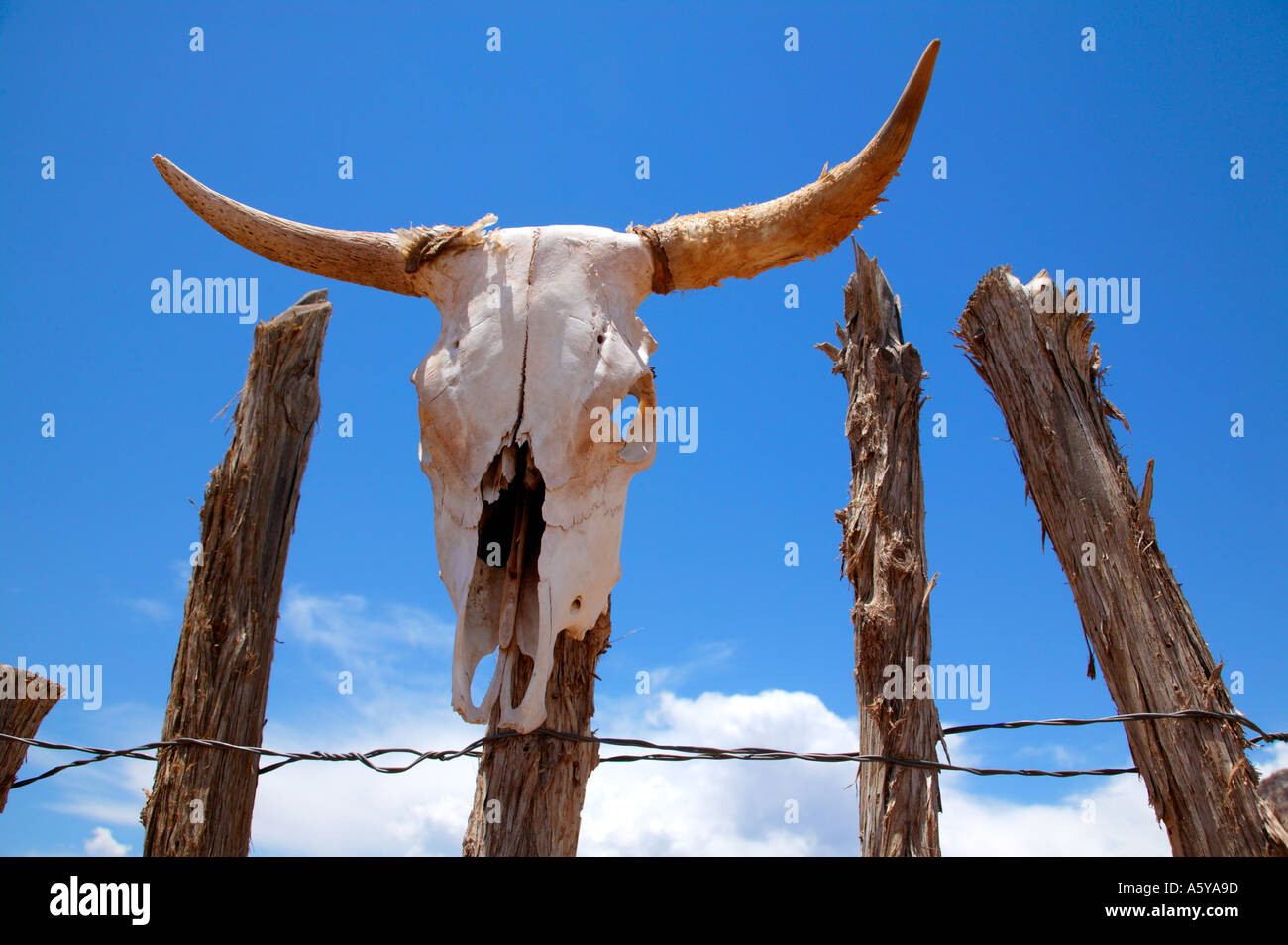 cow skull in Utah Stock Photo Alamy