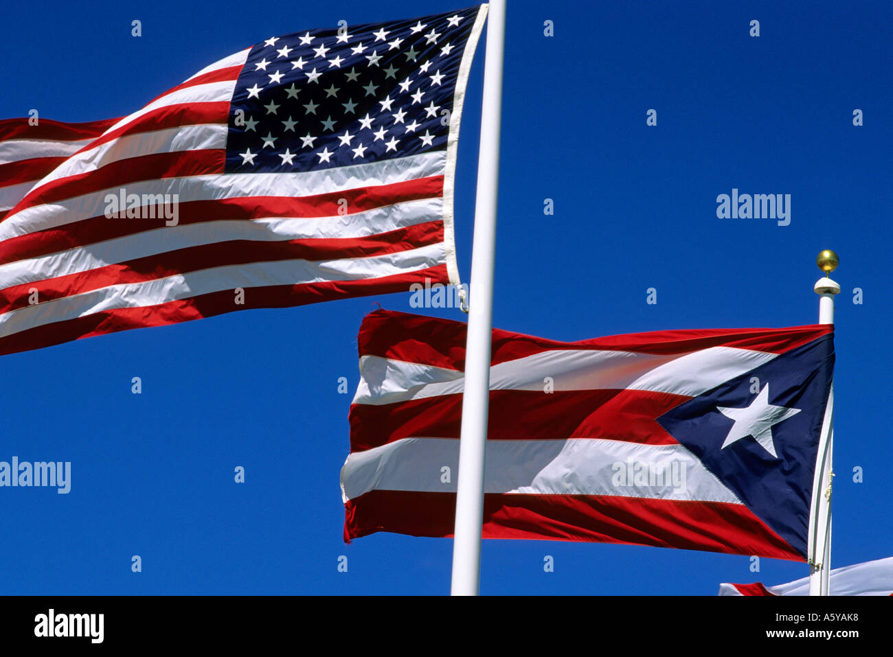 Puerto Rican Puss