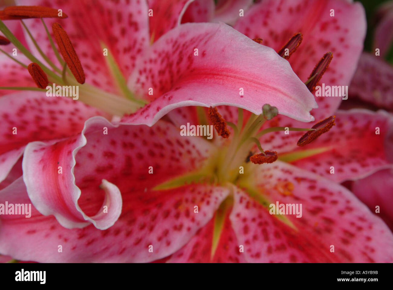 Tiger Lily Lilium Empress of India Stock Photo Alamy