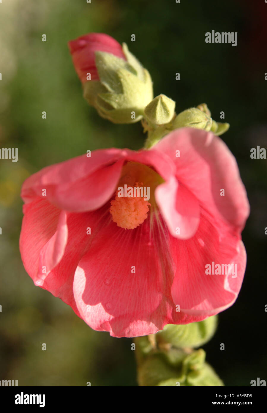 Pink hollyhock flower growing hi-res stock photography and images - Alamy