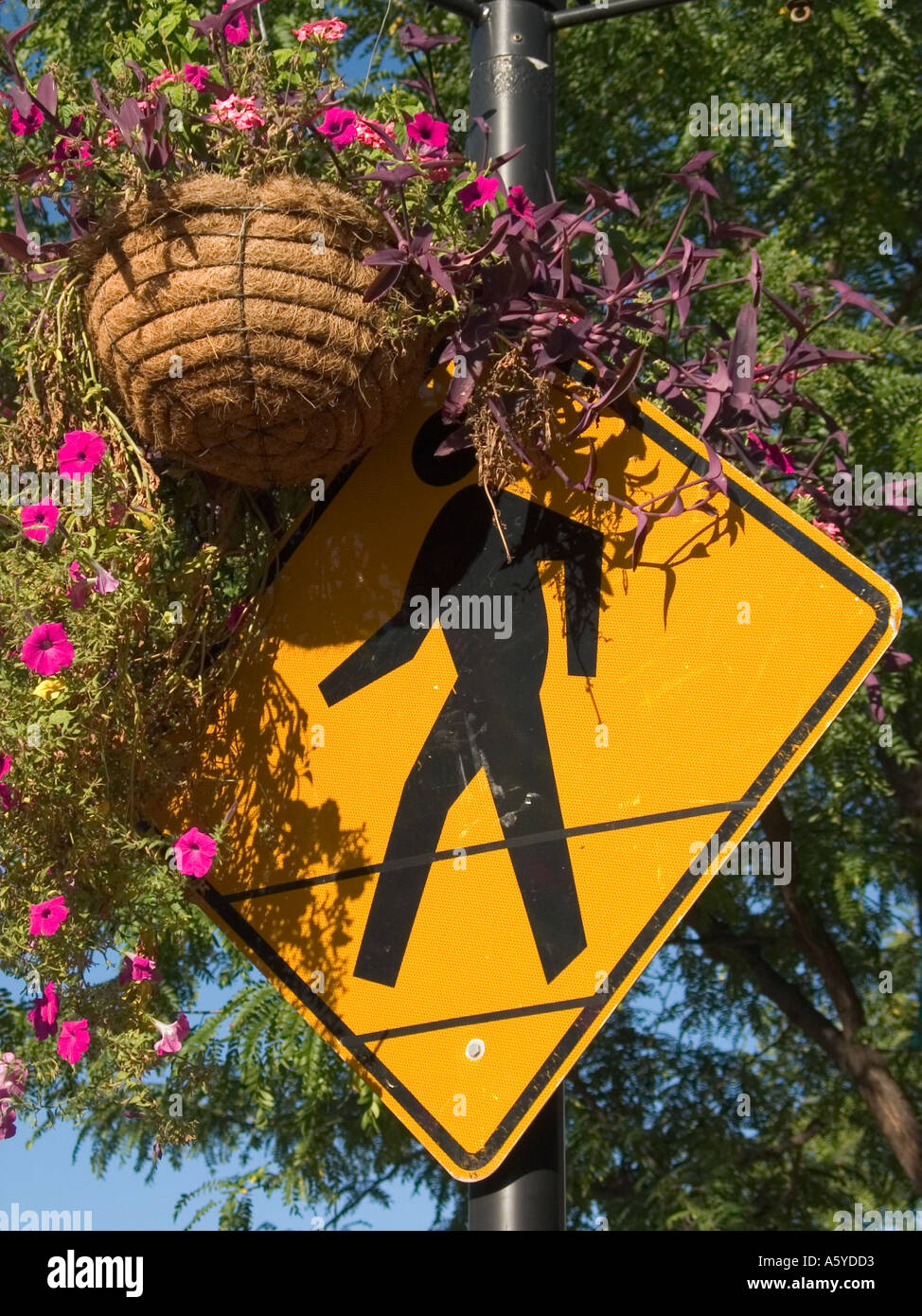Pedestrian crossing sign and hanging basket of flowers Stock Photo - Alamy