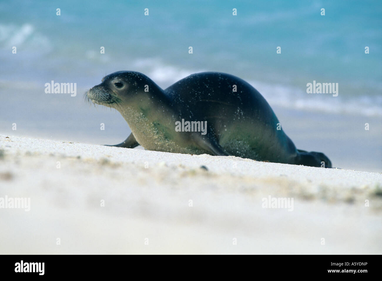 Hawaiian Monk Seal (Monachus schauinslandi) WILD, Endangered, Midway Atoll, NW Hawaiian islands Stock Photo