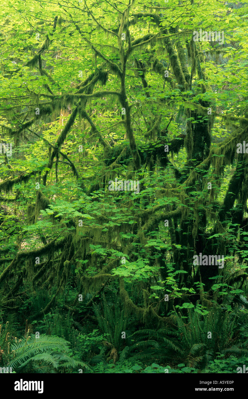 USA Washington OLYMPIC NATIONAL PARK, Spring in temperate rainforest Stock Photo