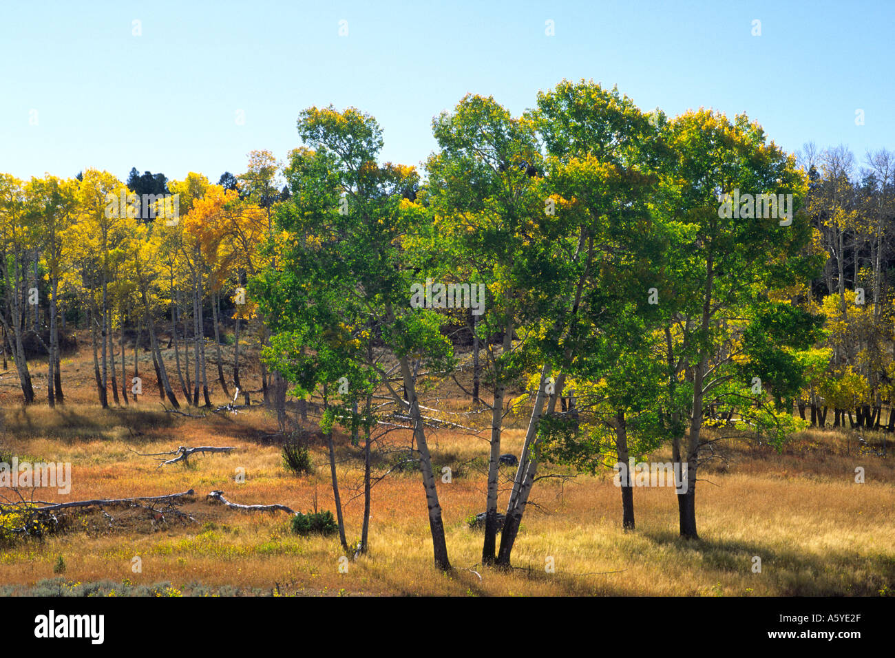 Group of aspen trees Populus tremuloides in late summer green foliage