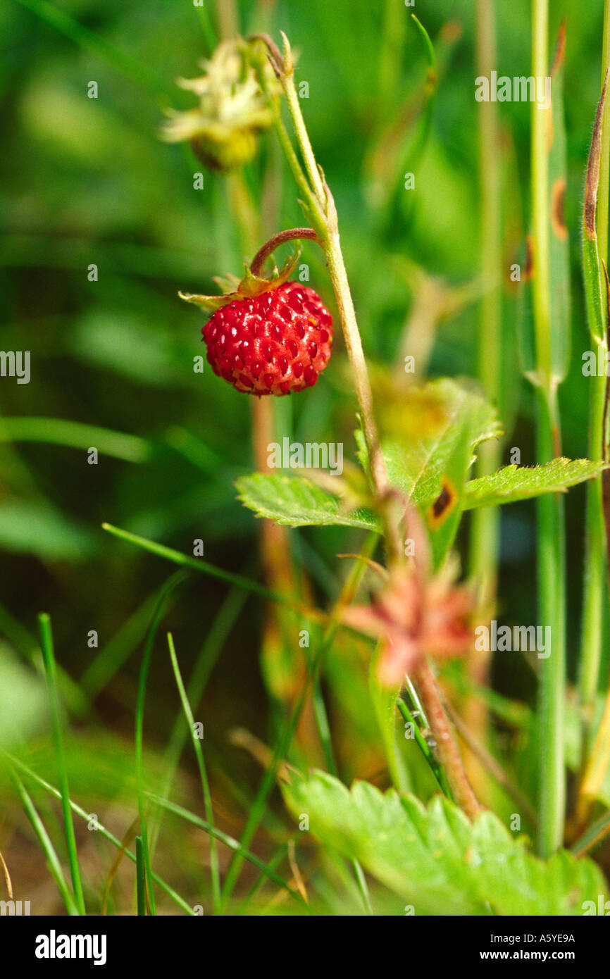 Wild Strawberry Fragaria vesca Stock Photo - Alamy