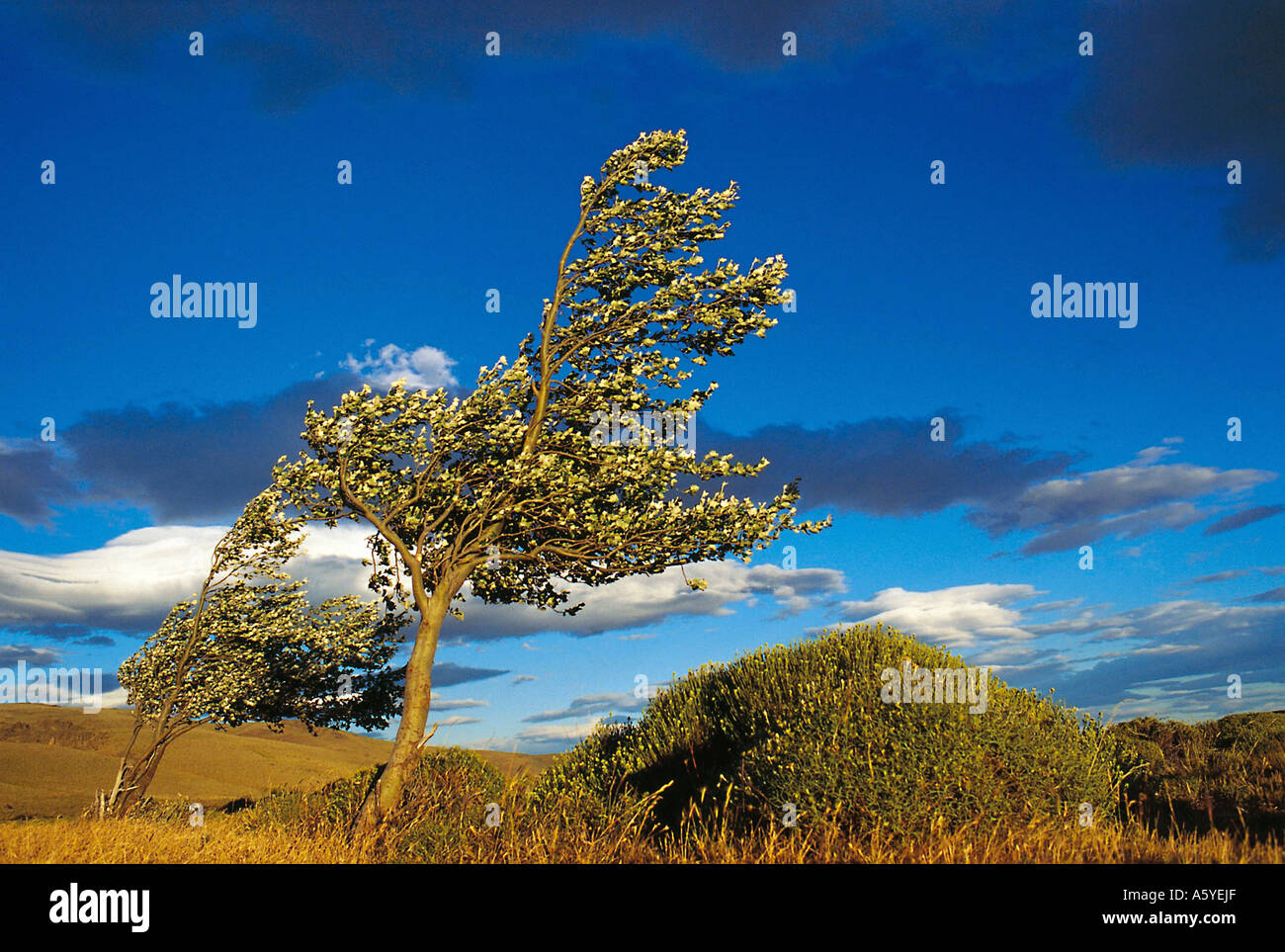 Blowing trees hi-res stock photography and images - Alamy