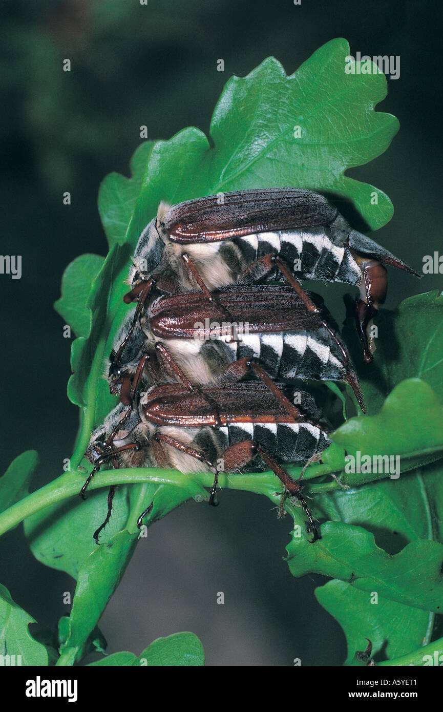 Close-up of May bugs (Melolontha vulgaris) on leaf, Germany Stock Photo