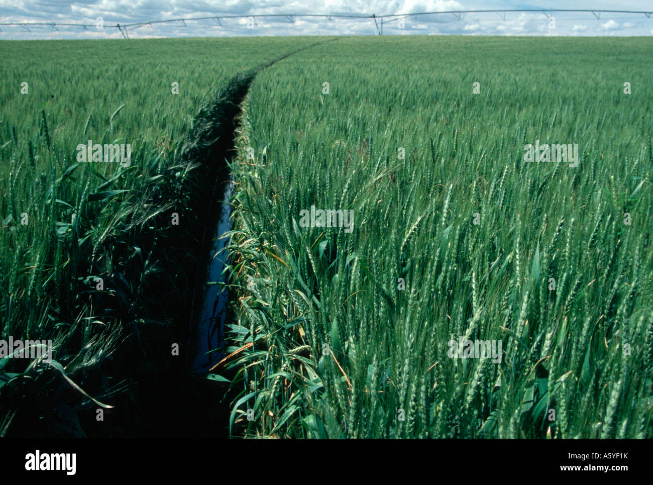 iu2506 wheat irrigation track nr moses lake eastern wa farming agriculture agronomics