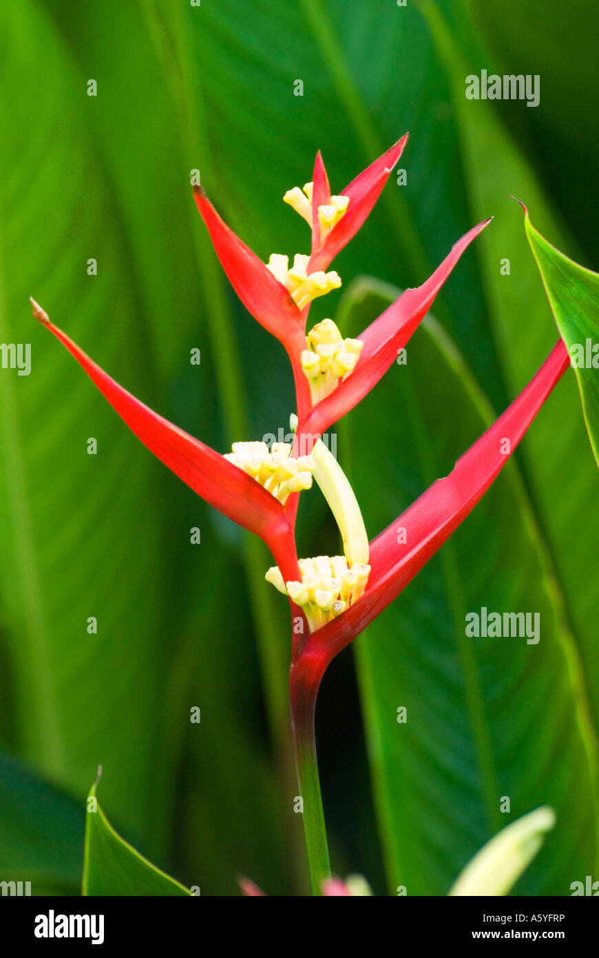 The South American red Heliconia angusta often called the Christmas heliconia because it flowers around Christmas time. Stock Photo
