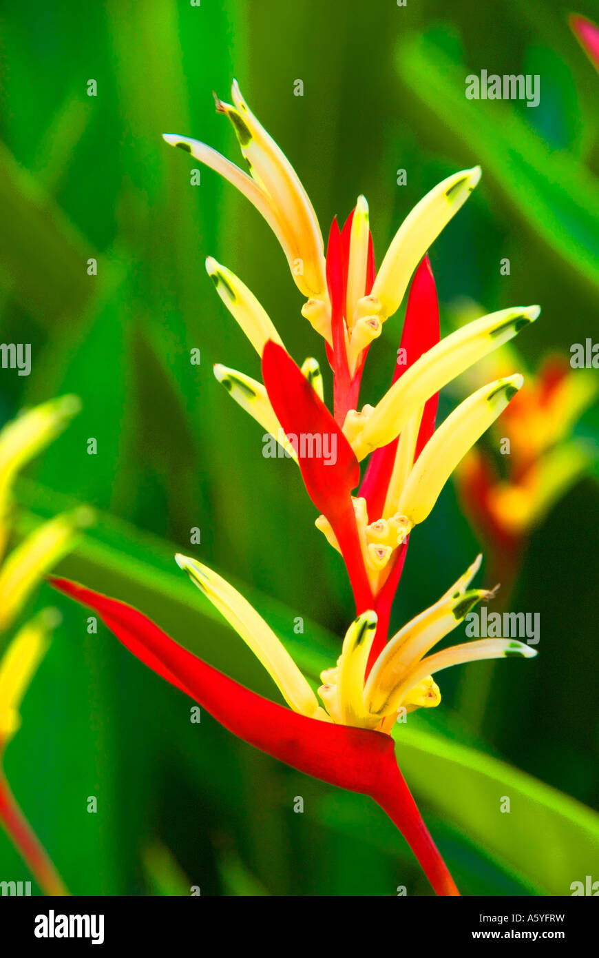 The South American red Heliconia angusta often called the Christmas heliconia because it flowers around Christmas time. Stock Photo