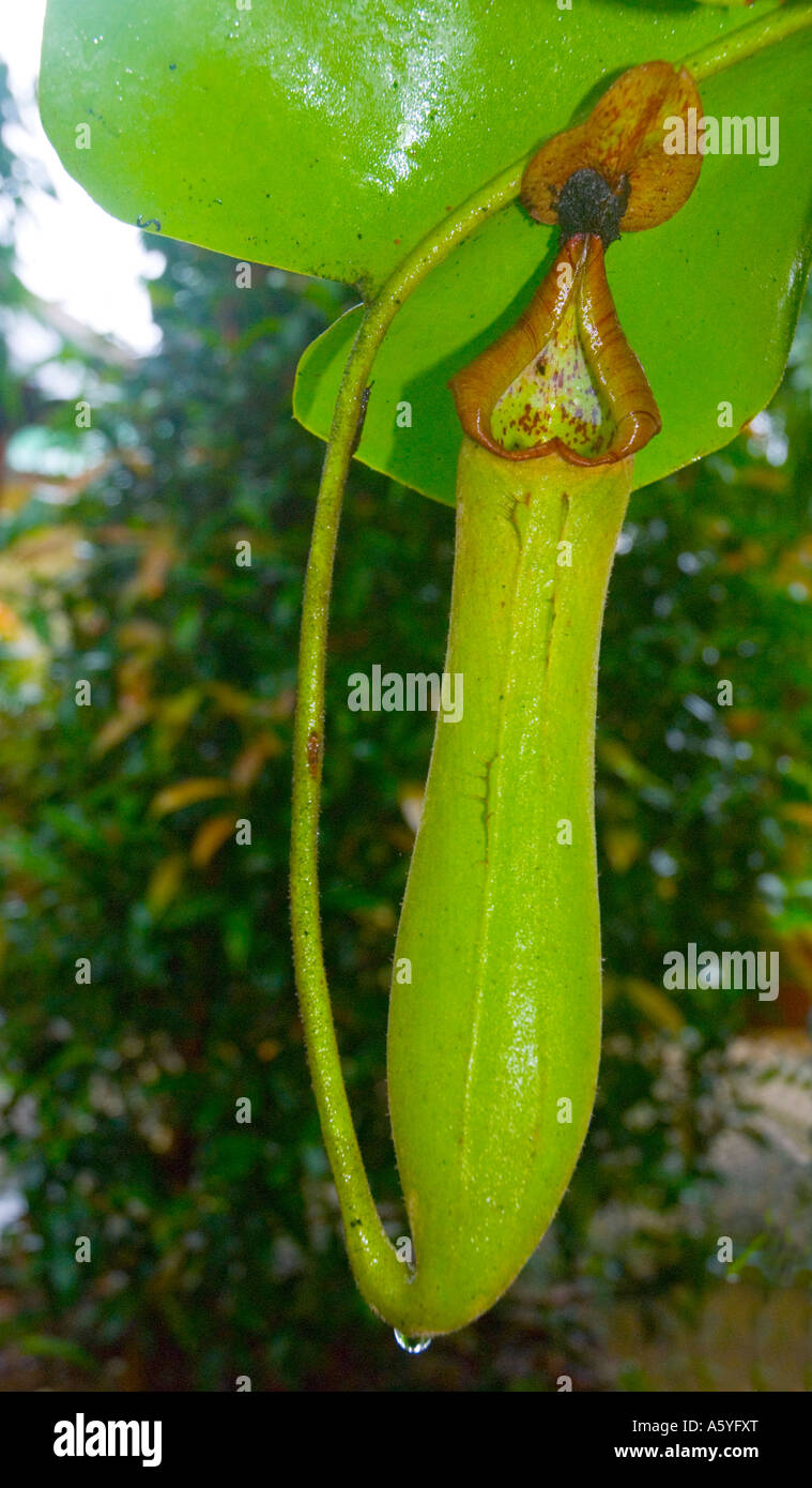 Nepenthes truncata pitcher plant in Malaysia Stock Photo - Alamy