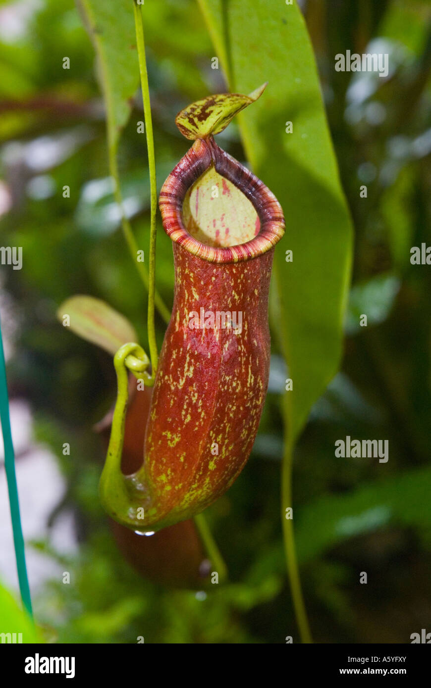 Nepenthes coccinea pitcher plant Malaysia Stock Photo - Alamy