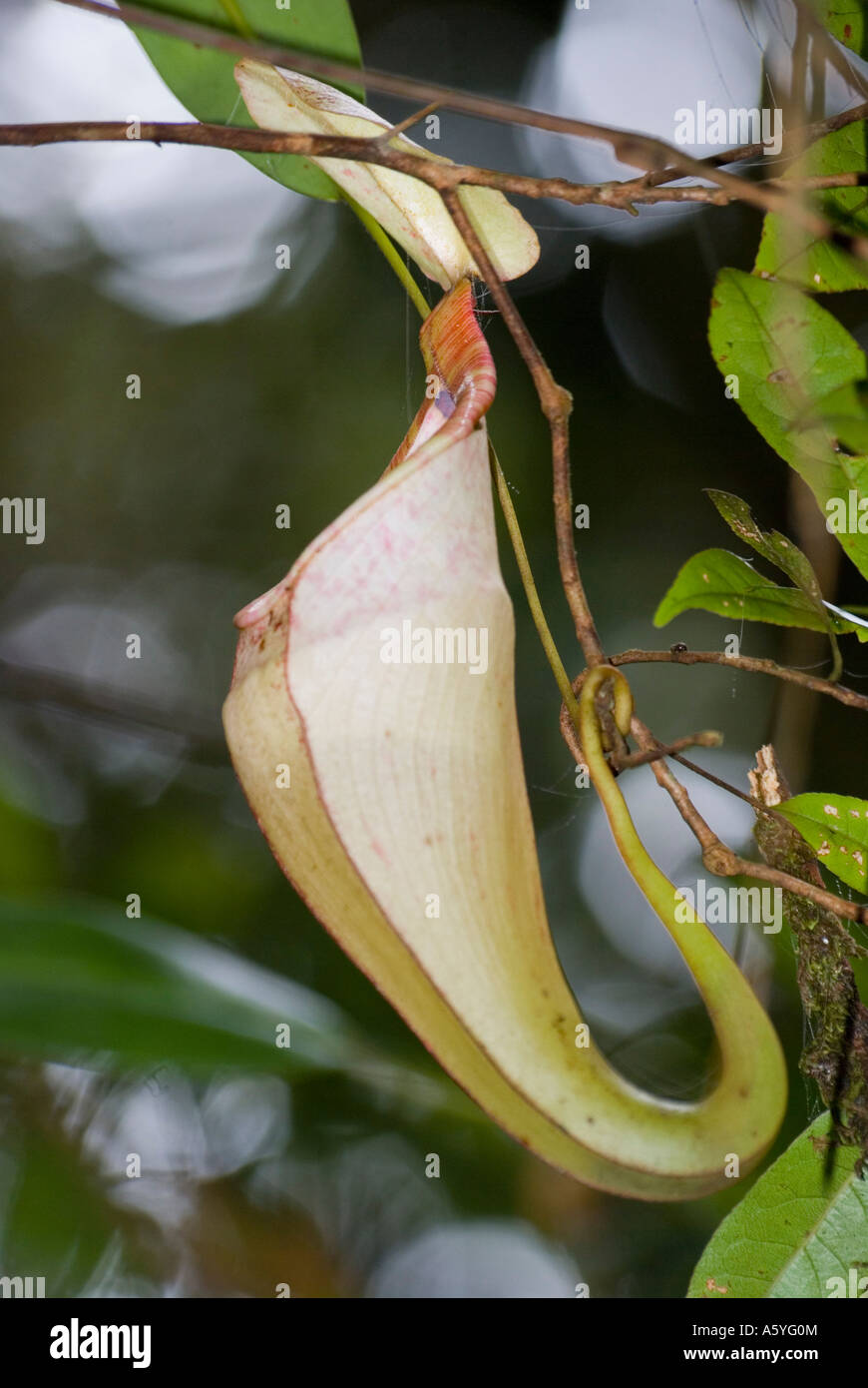 Pitcher plants in Malaysia Stock Photo - Alamy